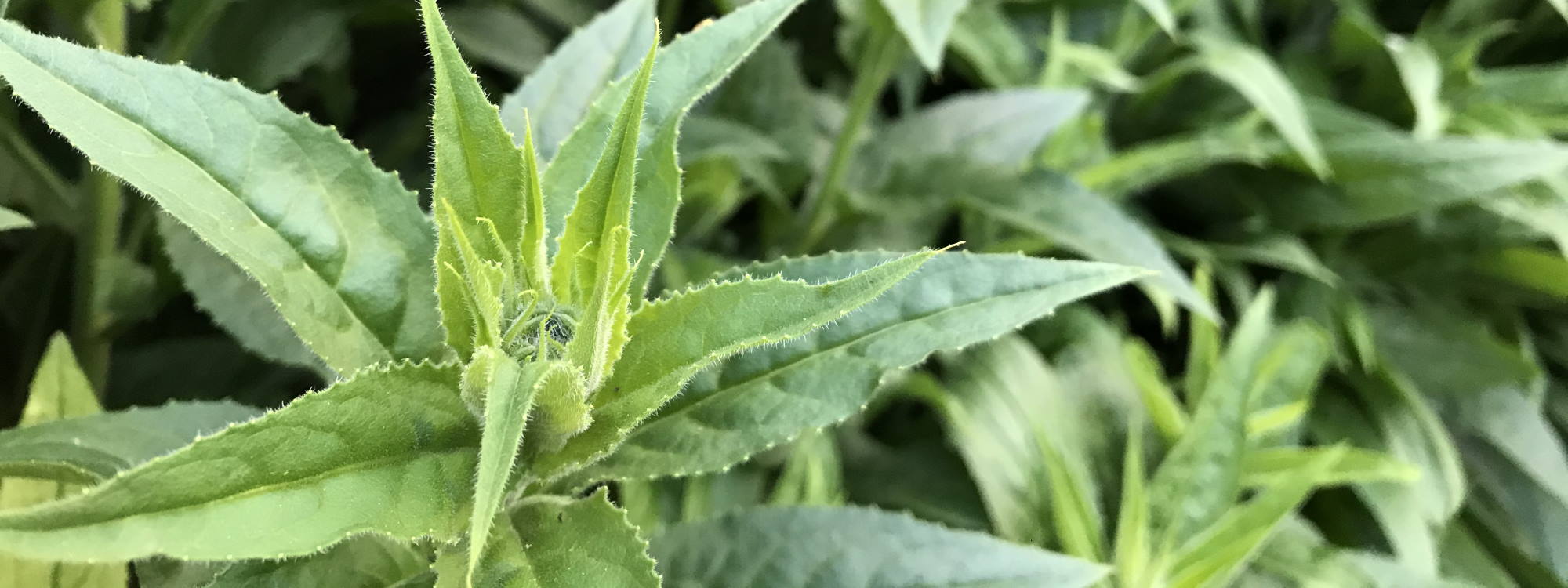 Sign up for our newsletter at Greenfinch and Robin